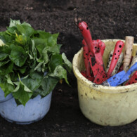 サツマイモの苗